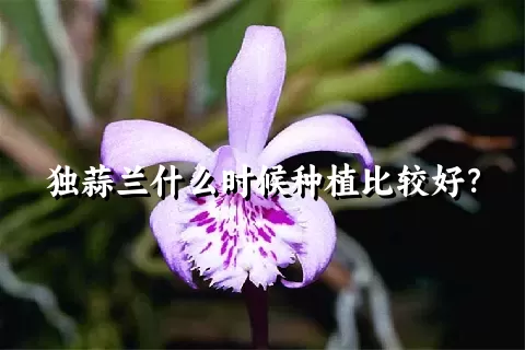 独蒜兰什么时候种植比较好？