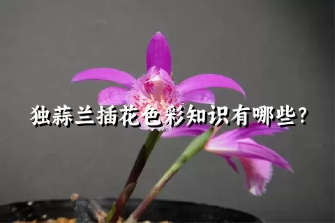 独蒜兰插花色彩知识有哪些？