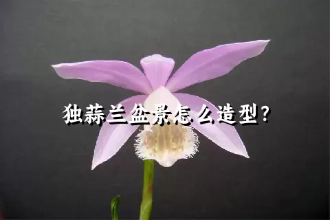 独蒜兰盆景怎么造型？