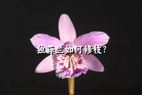 独蒜兰如何修枝？