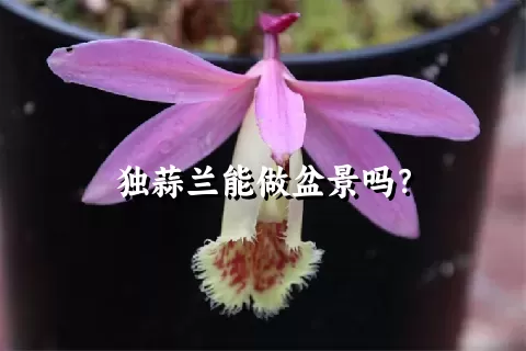 独蒜兰能做盆景吗？