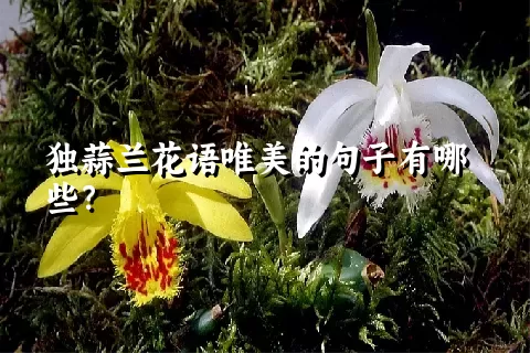 独蒜兰花语唯美的句子有哪些？