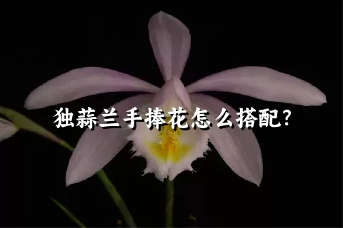 独蒜兰手捧花怎么搭配？