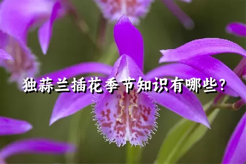 独蒜兰插花季节知识有哪些？