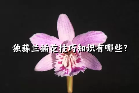 独蒜兰插花技巧知识有哪些？