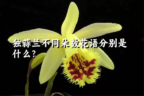 独蒜兰不同朵数花语分别是什么？