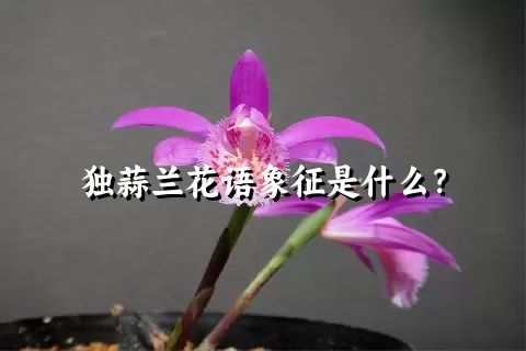 独蒜兰花语象征是什么？