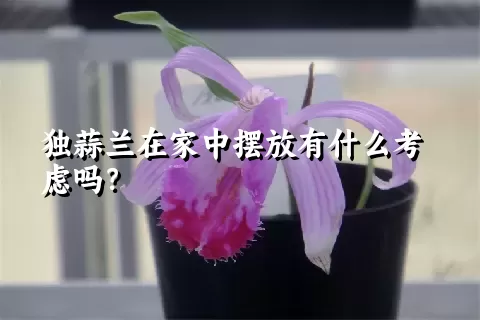 独蒜兰在家中摆放有什么考虑吗？