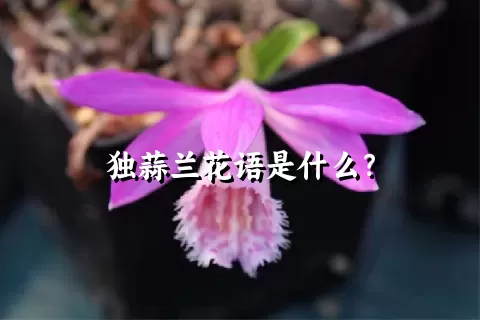 独蒜兰花语是什么？