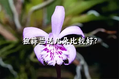 独蒜兰送几朵比较好？