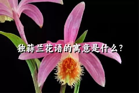 独蒜兰花语的寓意是什么？