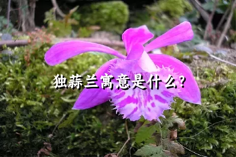 独蒜兰寓意是什么？