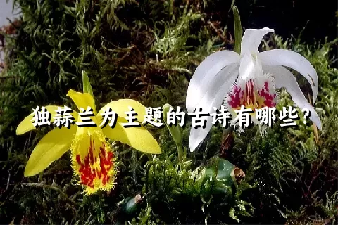 独蒜兰为主题的古诗有哪些？