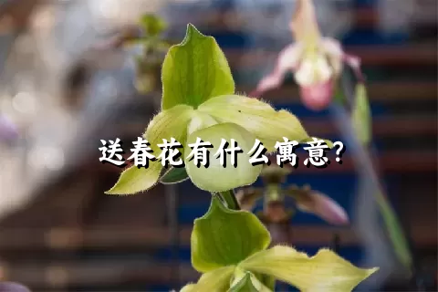 送春花有什么寓意？