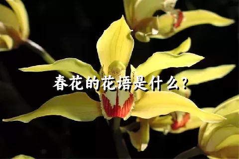 春花的花语是什么？