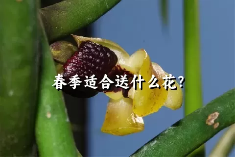 春季适合送什么花？