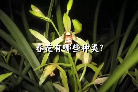 春花有哪些种类？