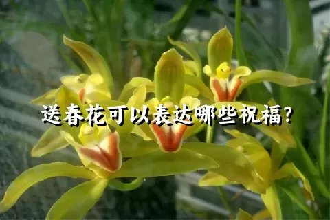 送春花可以表达哪些祝福？