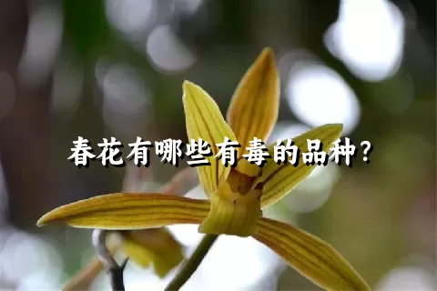 春花有哪些有毒的品种？