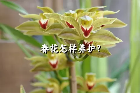 春花怎样养护？