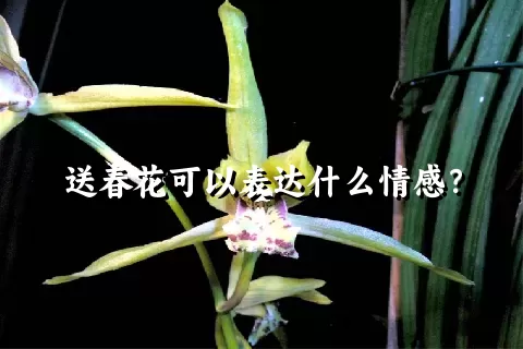 送春花可以表达什么情感？