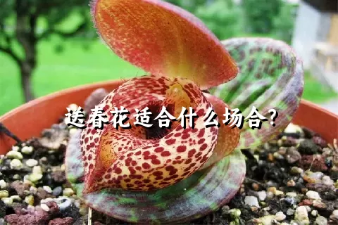 送春花适合什么场合？