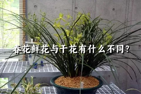 春花鲜花与干花有什么不同？