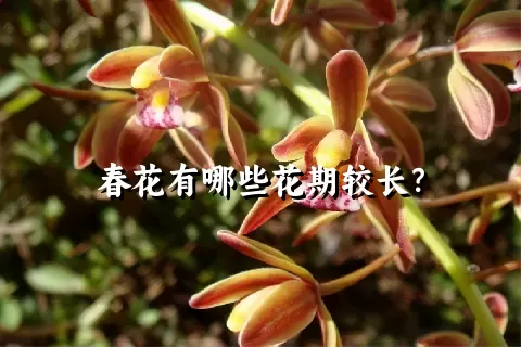 春花有哪些花期较长？