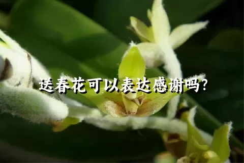 送春花可以表达感谢吗？