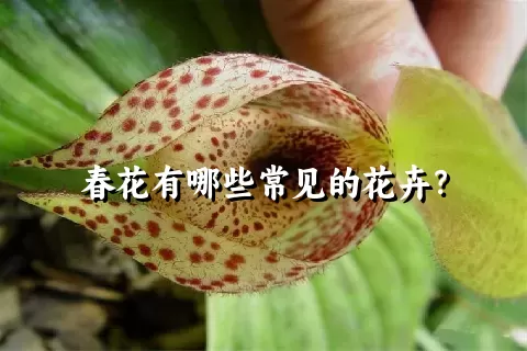 春花有哪些常见的花卉？