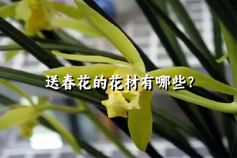 送春花的花材有哪些？