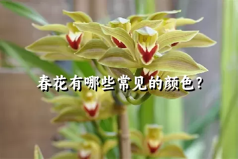 春花有哪些常见的颜色？