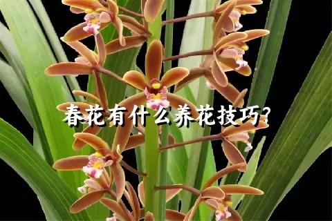 春花有什么养花技巧？