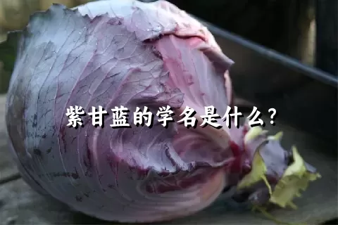 紫甘蓝的学名是什么？