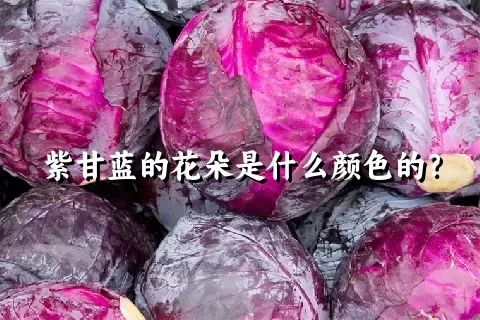 紫甘蓝的花朵是什么颜色的？