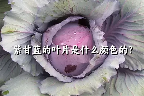 紫甘蓝的叶片是什么颜色的？