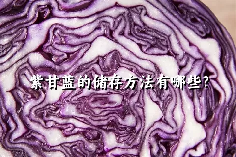 紫甘蓝的储存方法有哪些？