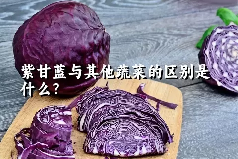 紫甘蓝与其他蔬菜的区别是什么？