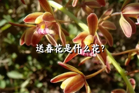 送春花是什么花？