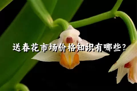 送春花市场价格知识有哪些？