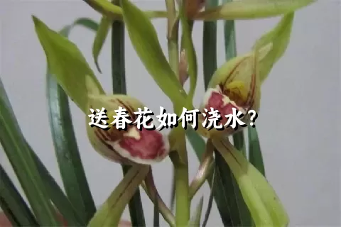 送春花如何浇水？