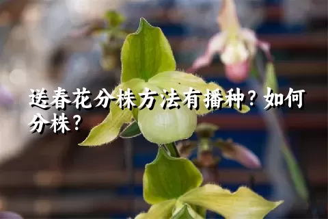 送春花分株方法有播种？如何分株？