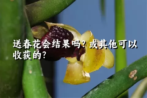 送春花会结果吗？或其他可以收获的？