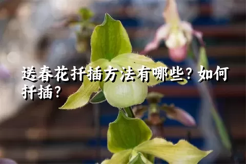 送春花扦插方法有哪些？如何扦插？