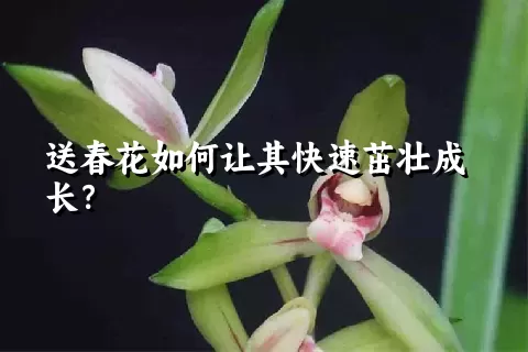 送春花如何让其快速茁壮成长？