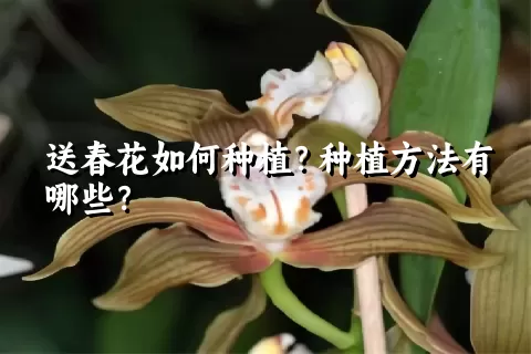 送春花如何种植？种植方法有哪些？