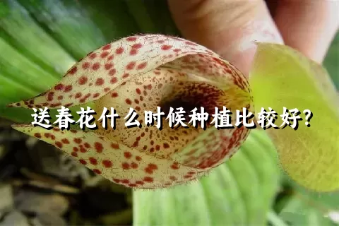 送春花什么时候种植比较好？