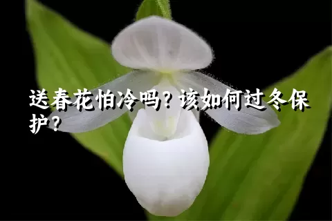 送春花怕冷吗？该如何过冬保护？