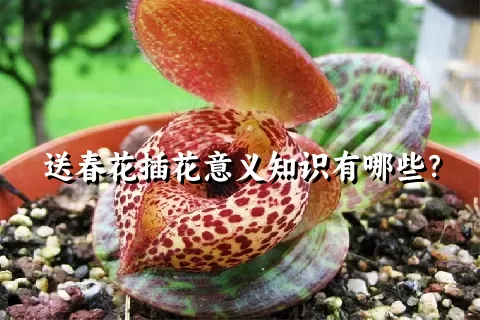 送春花插花意义知识有哪些？