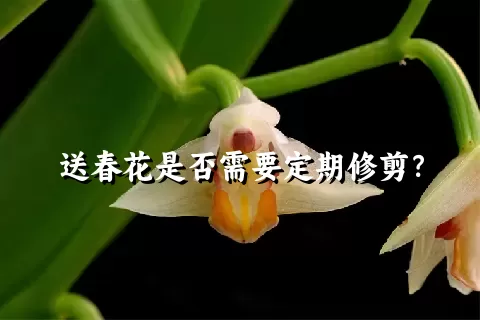 送春花是否需要定期修剪？